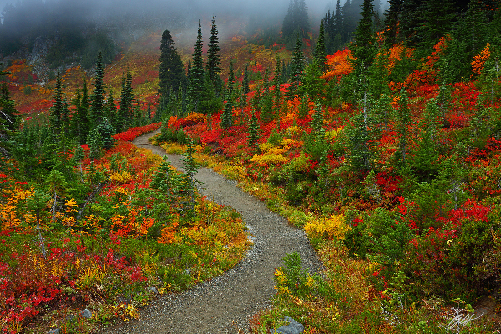 Foggy Fall Trail in the Meadows of Mt Rainier National Park in Washington