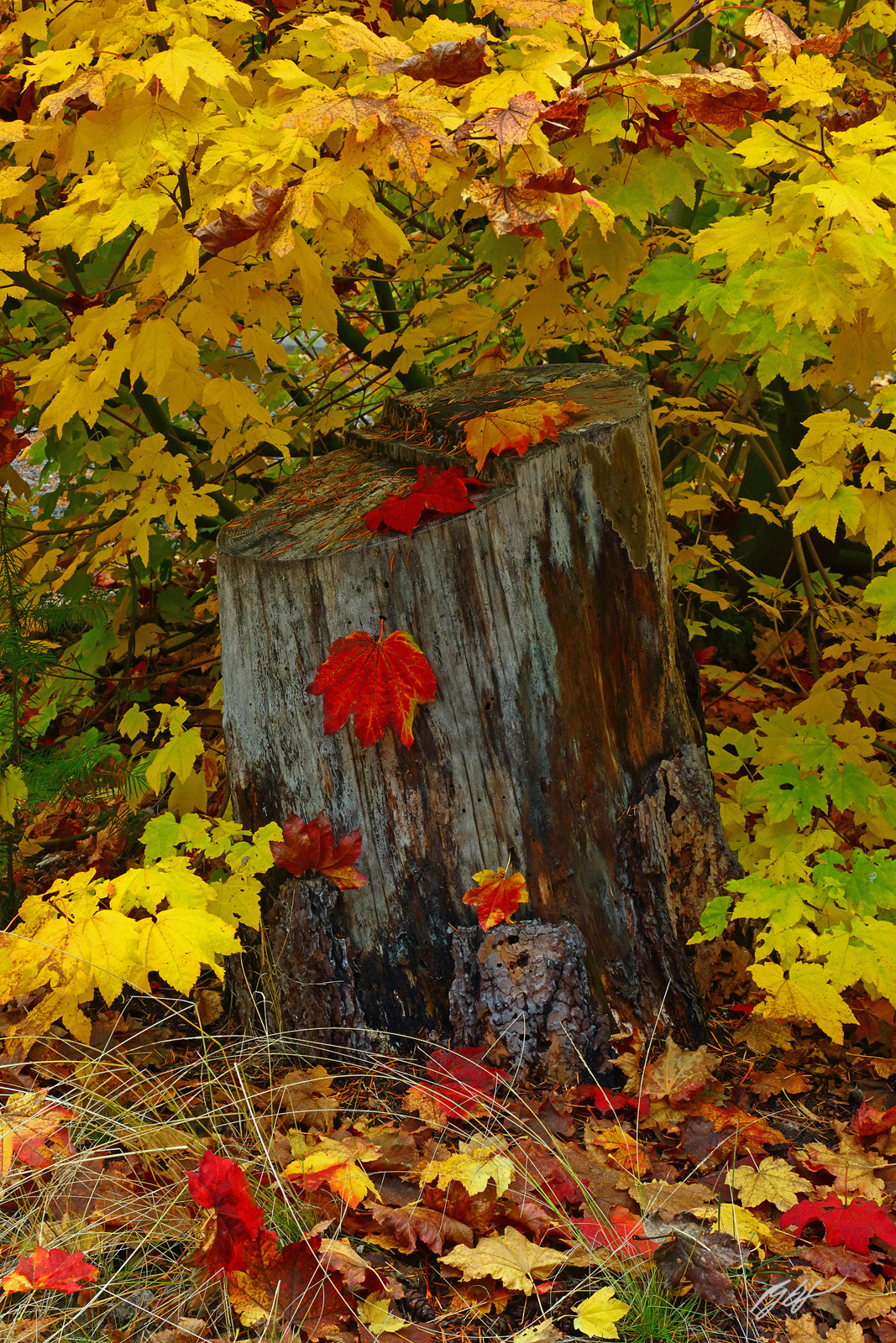 Fall color and Stump In Lake Wenatchee State Park in Washington