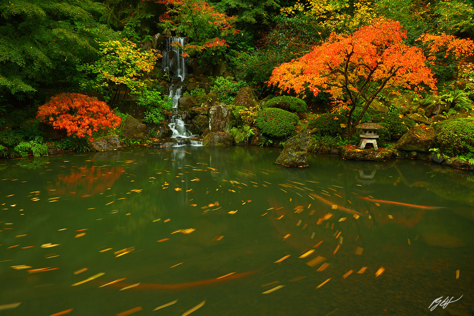 Fall Color and Koi Pond with a Waterfall in the Portland Japanese Garden in Oregon
