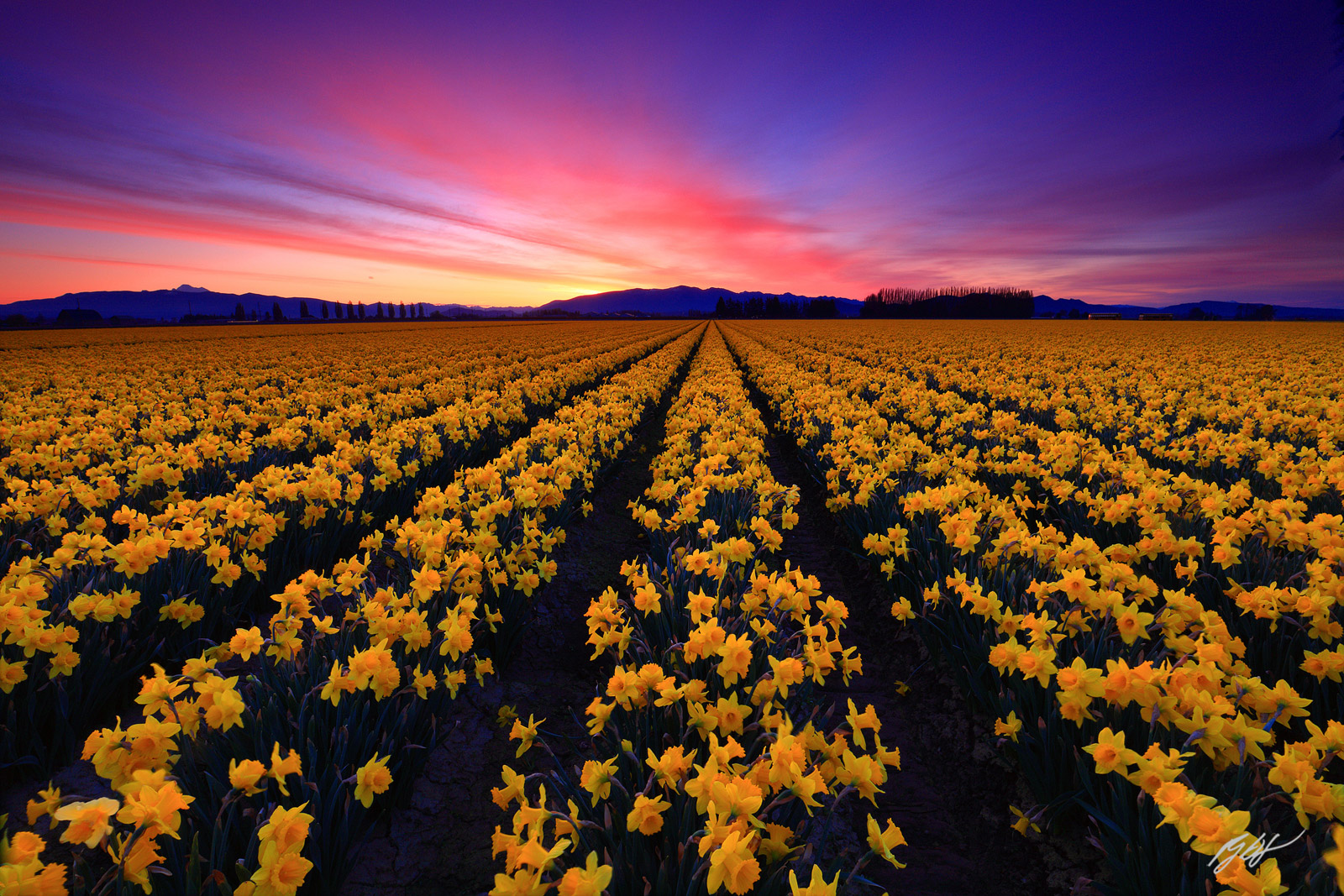 Sunrise in the Daffodil Fields in Skagit Valley in Washington