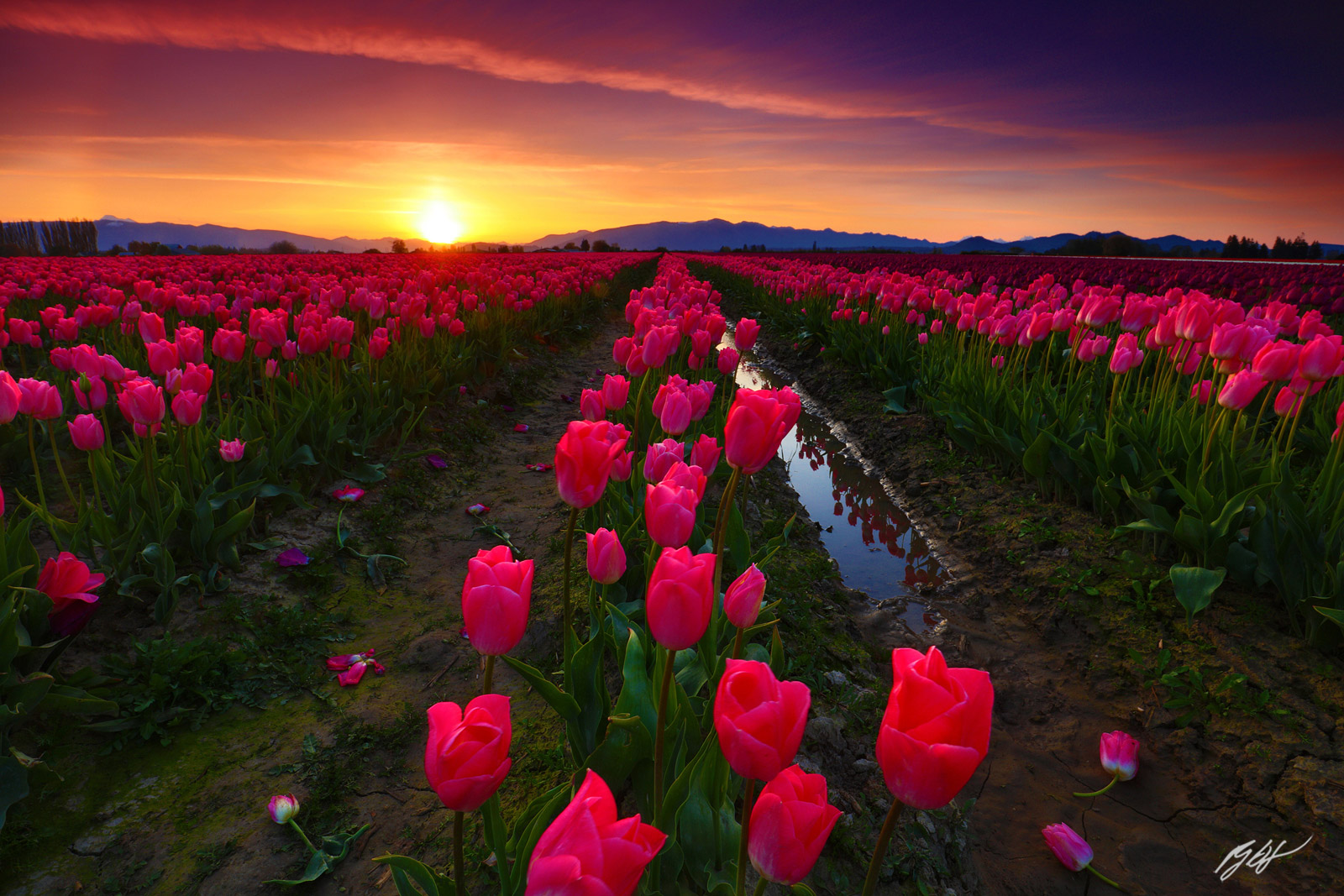 Sunrise over Tulip Fields in Roozengaarde Fields in Skagit Valley in Washington