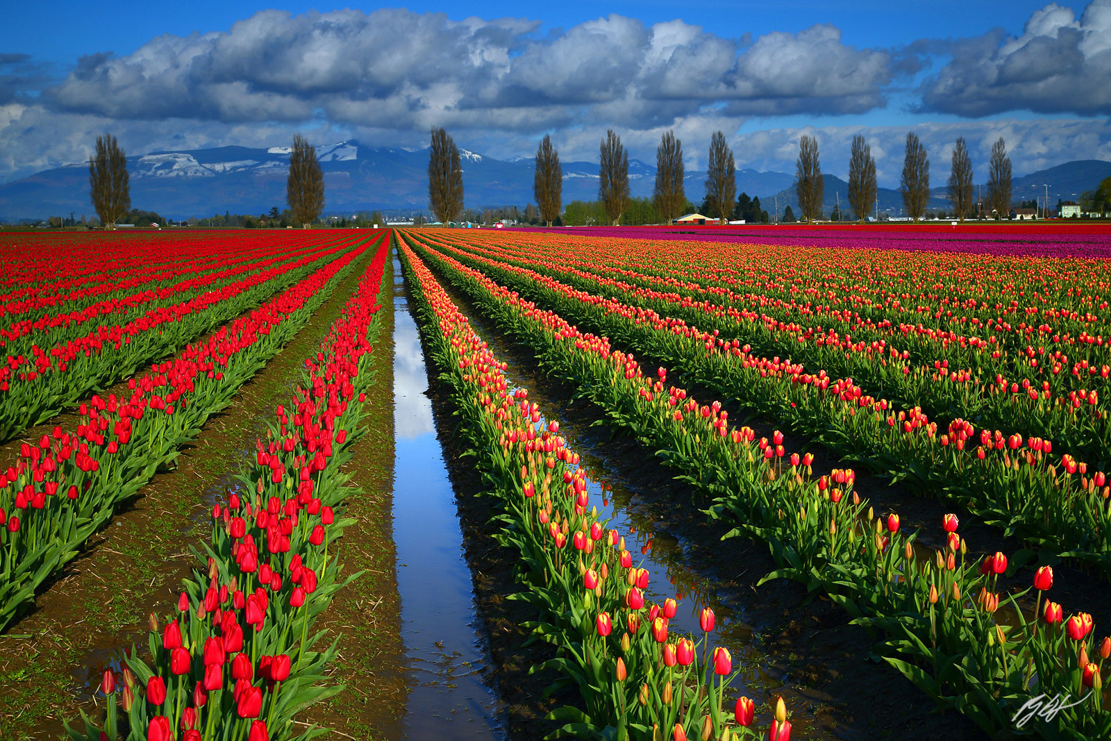Tulip Fields C/O Roozengaarde, in Skagit Valley in Washington