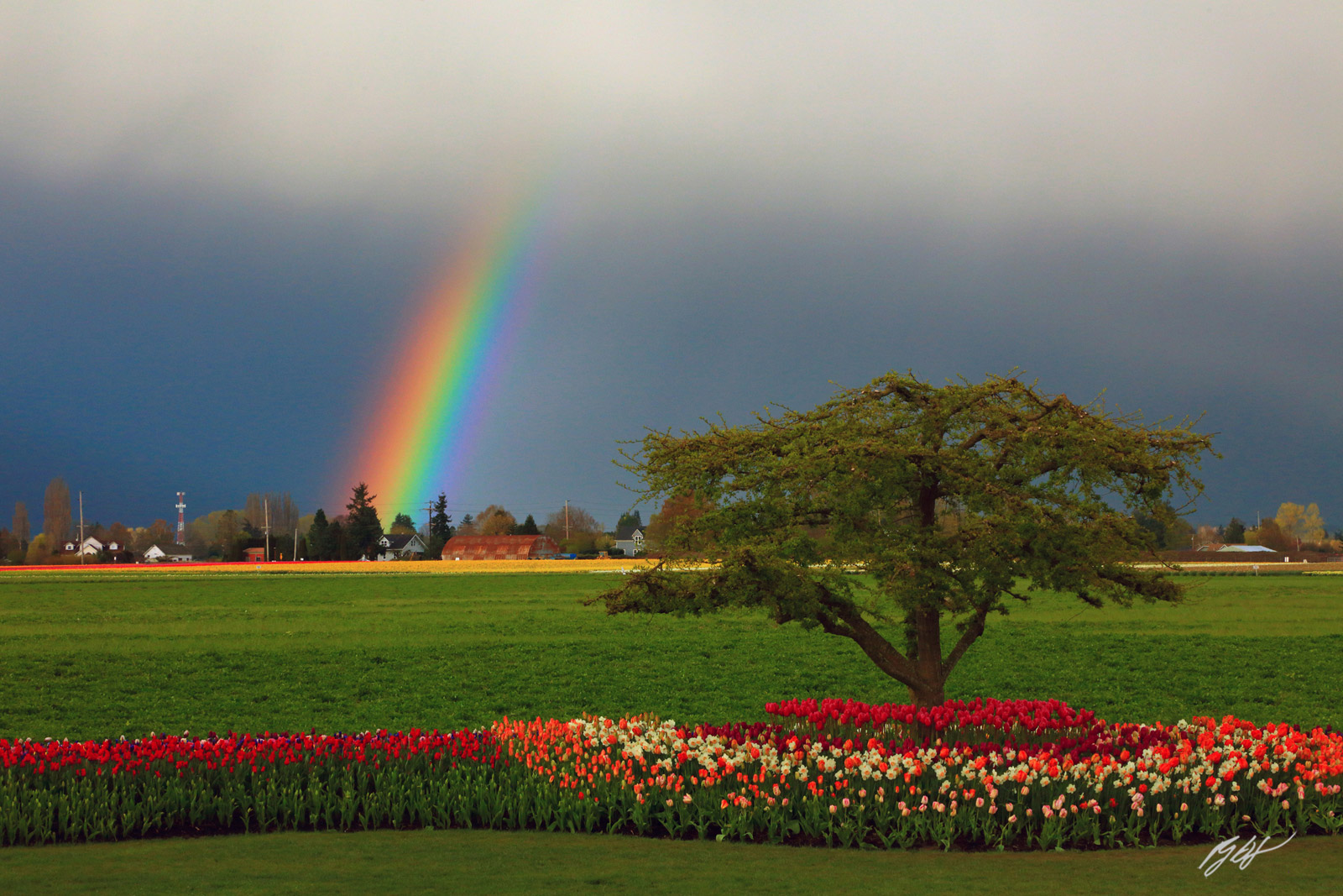 Rainbow over Tulips in Roozengaarde Garden in Skagit Valley, Washington