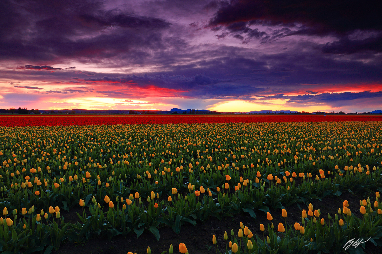 Sunset over the Roozengaarde Tulip Fields in Skagit Valley in Washington