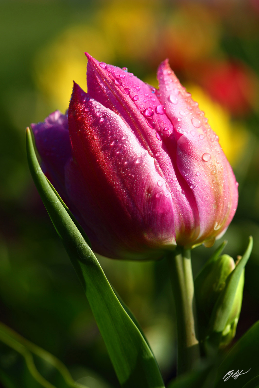 Pink Tulip and Rain Drops, C/O Roozengaarde from Skagit Valley in Washington