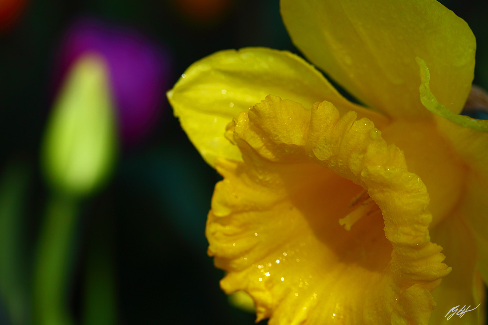 Raindrops on a Daffodil, C/O Roozengaarde from Skagit Valley in Washington