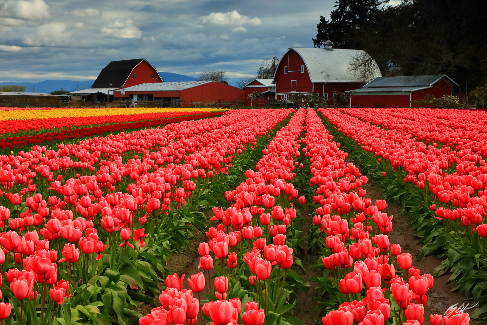 Tulips and Red Barn from Tulip Town in Skagit Valley in Washington