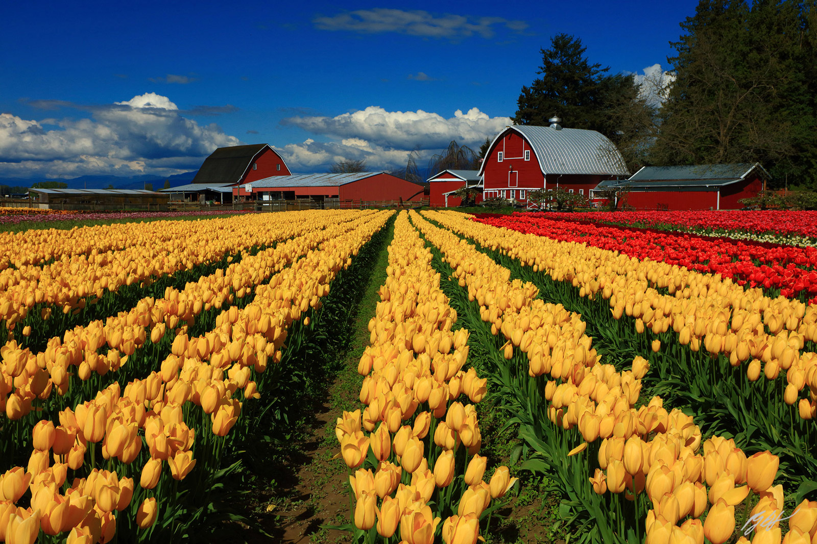 Tulips and Red Barn from Tulip Town in Skagit Valley Washington
