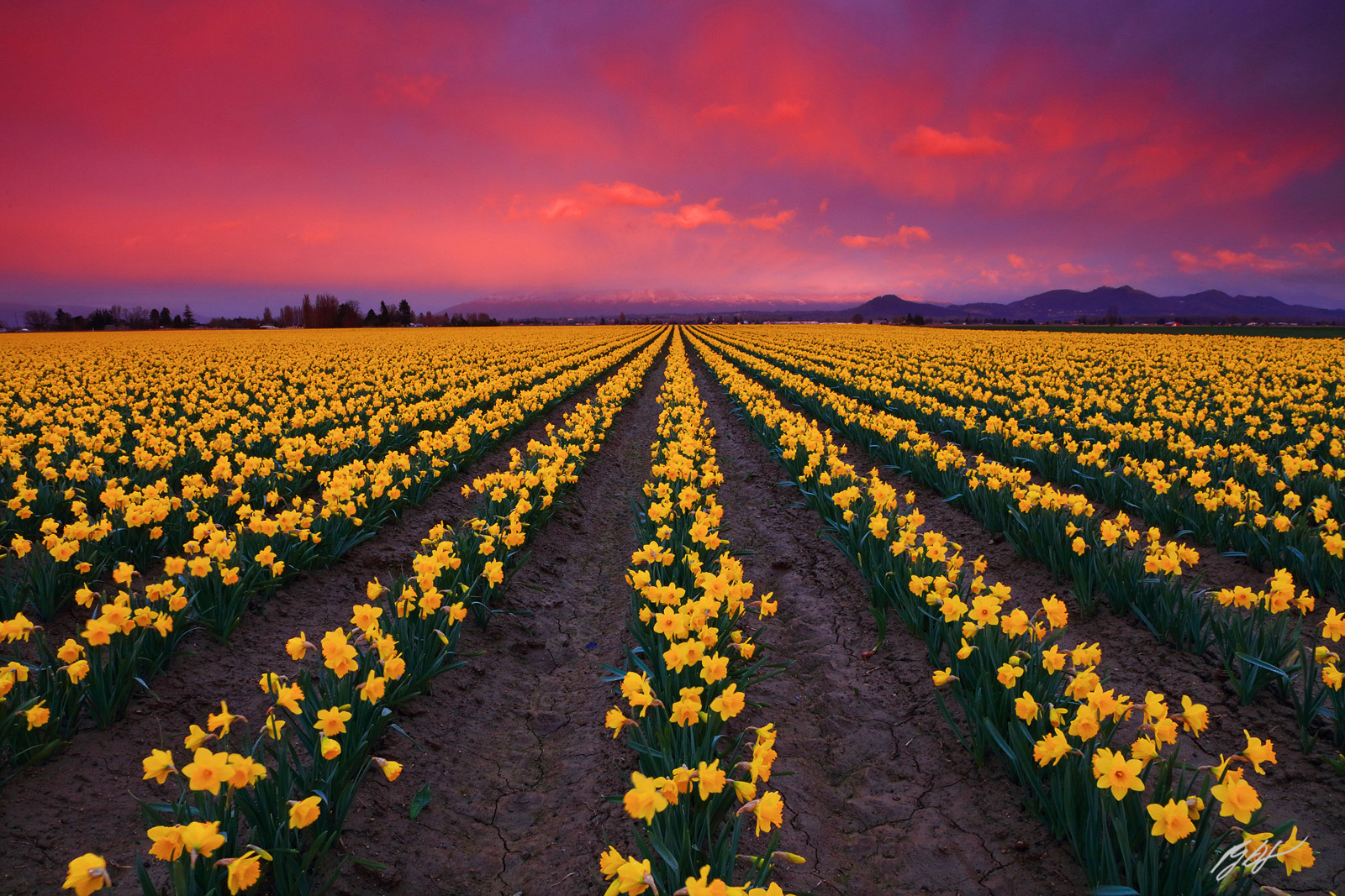 Sunset in the Daffodil Fields,  Roozengaarde Fields in Skagit Valley in Washington