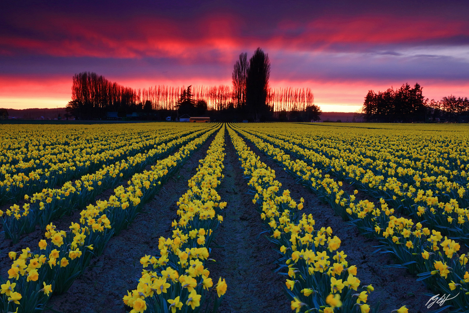 Sunset in the Daffodil Fields,  Roozengaarde Fields in Skagit Valley in Washington