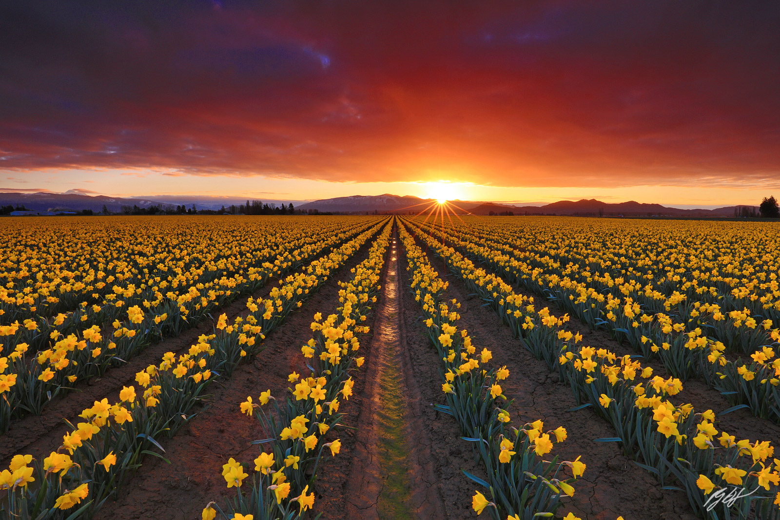 Sunrise in the Daffodil Fields,  Roozengaarde Fields in Skagit Valley in Washington