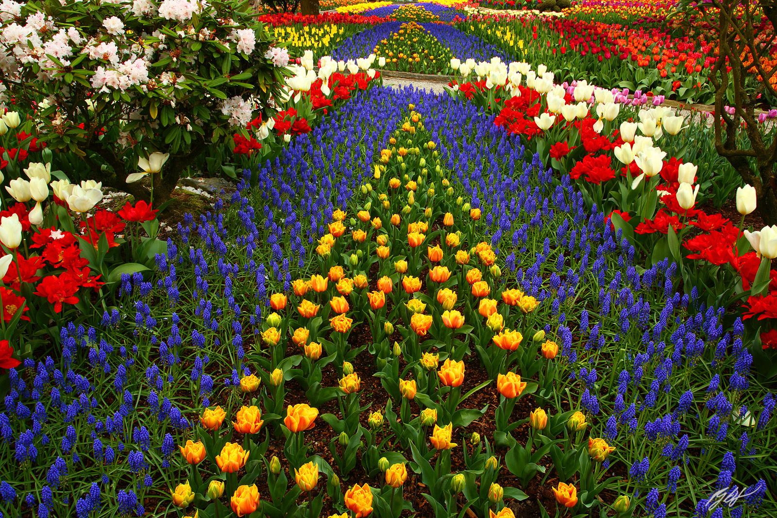 Tulips and Hyacinth Rows in Roozengaarde Garden in Skagit Valley in Washington