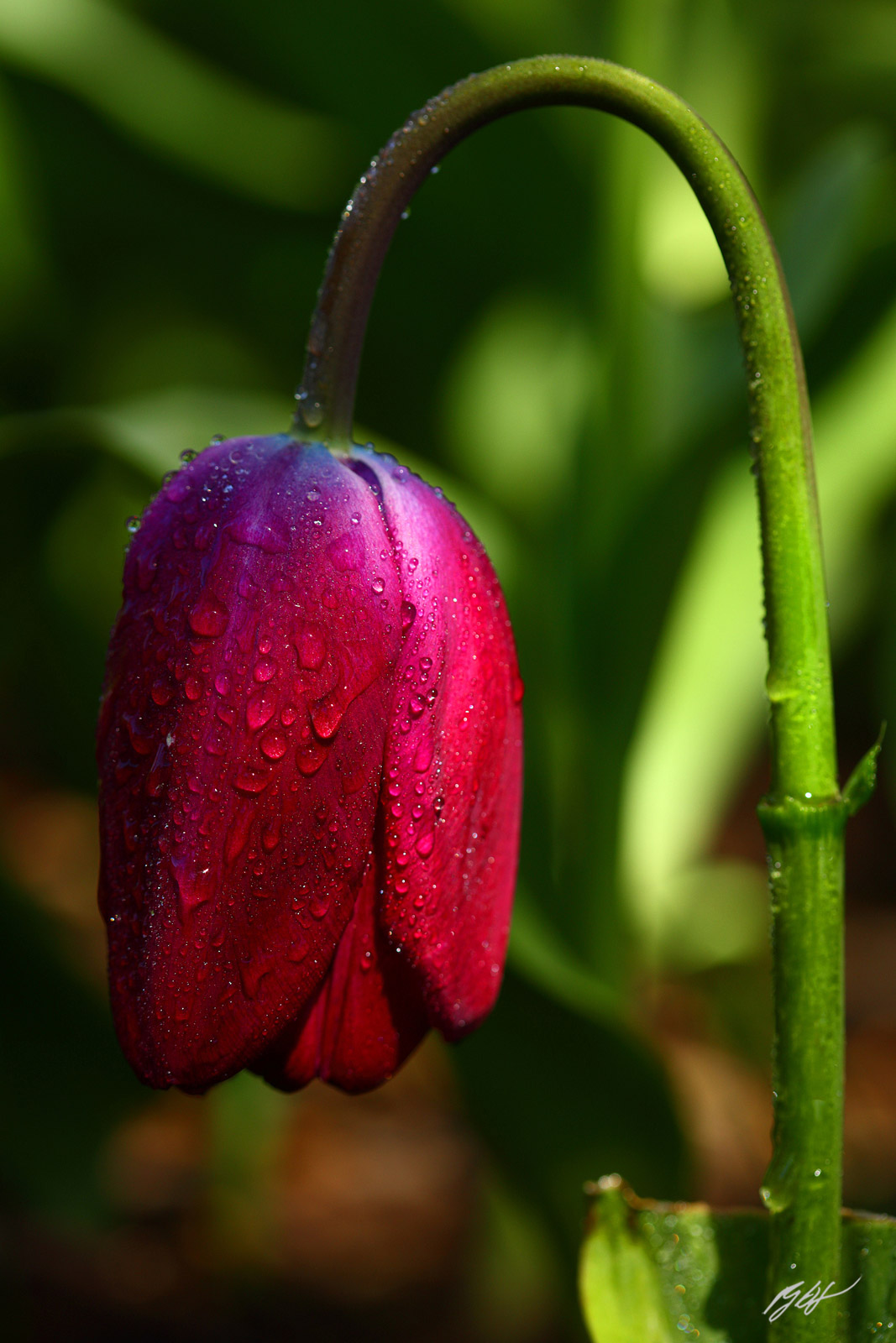 Tulip and Raindrops in Roozengaarde Garden in Skagit Valley in Washington