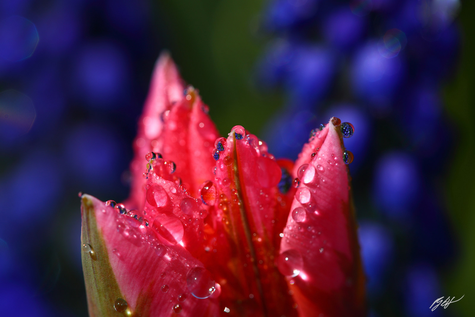 Flowers Captured inside Raindrops on a Tulip in the Roozengaarde Garden in Skagit Valley in Washington