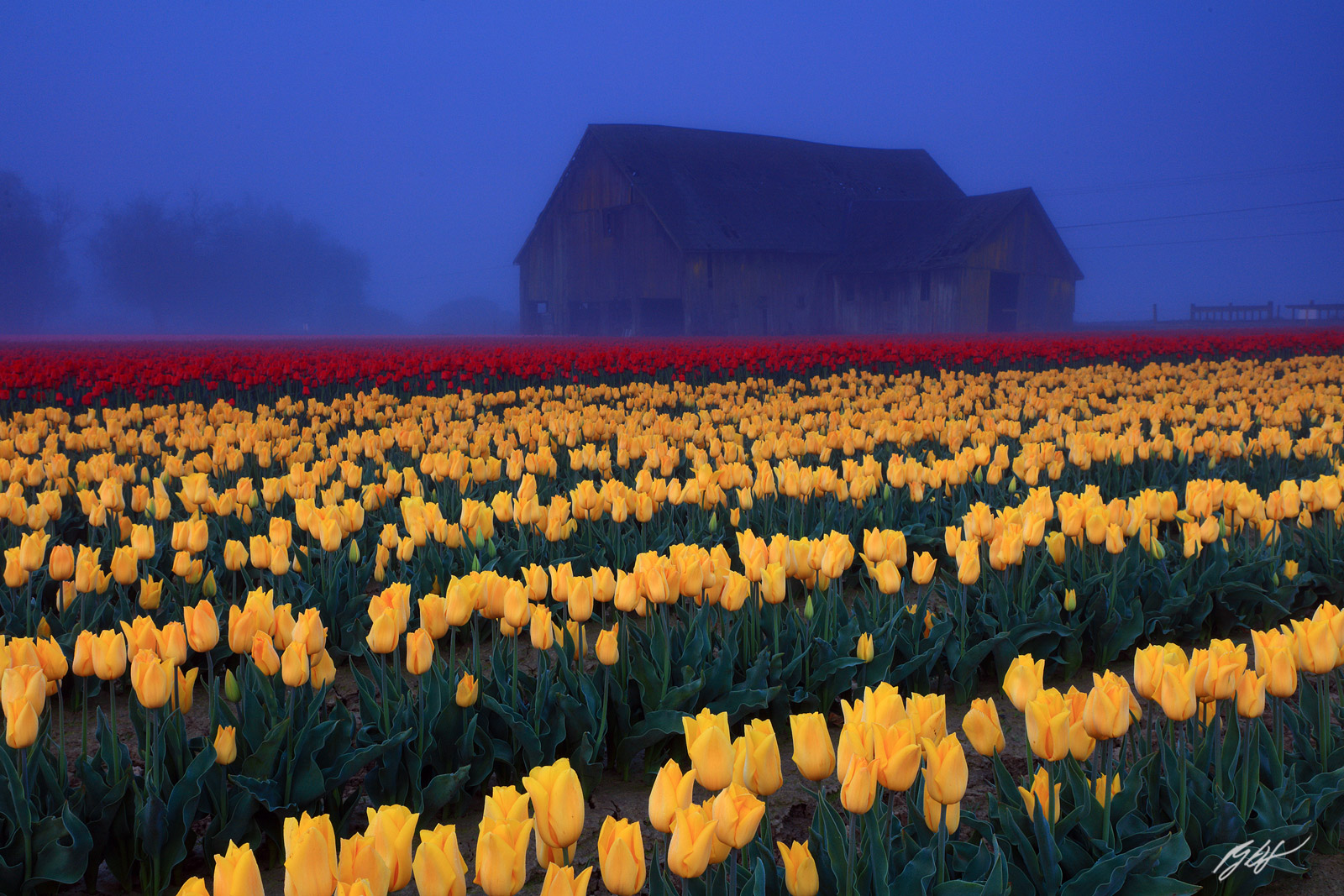 Foggy Morning and Barn in the Tulips in Skagit Valley Washington