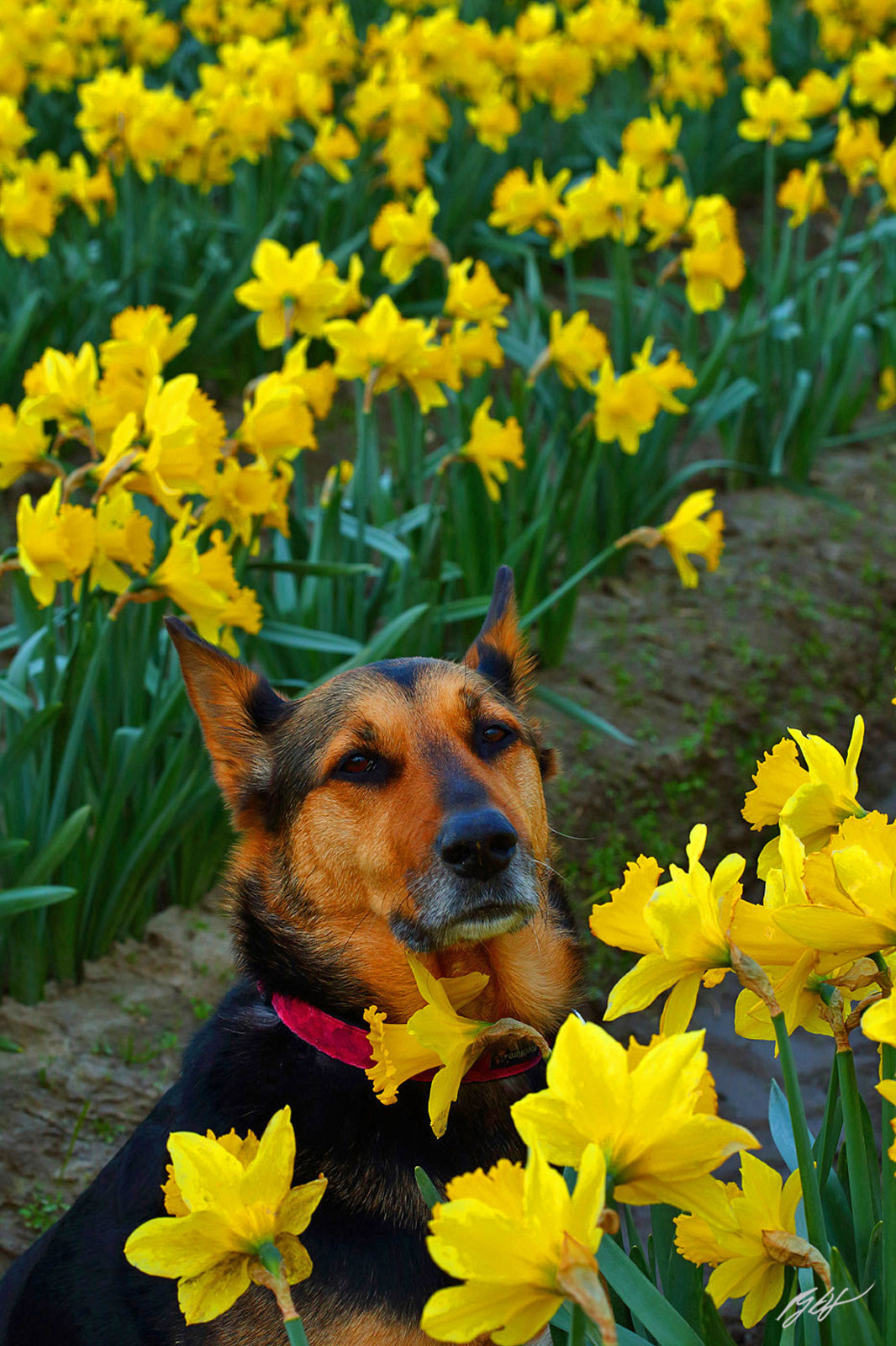 Shyla Dog and Daffodils in Skagit Valley in Washington