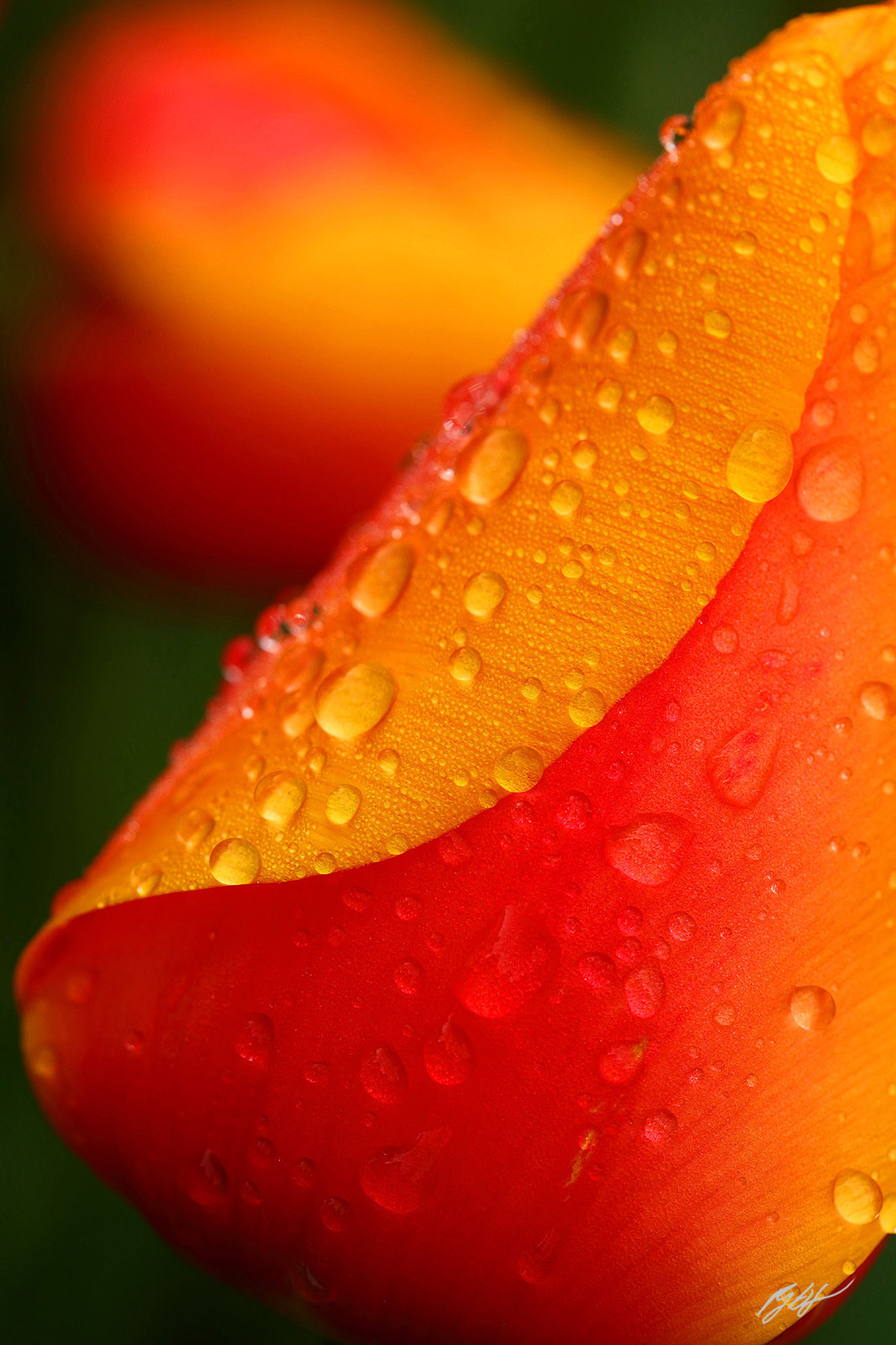 Tulips and Raindrops in Roozengaarde Garden from Skagit Valley in Washington