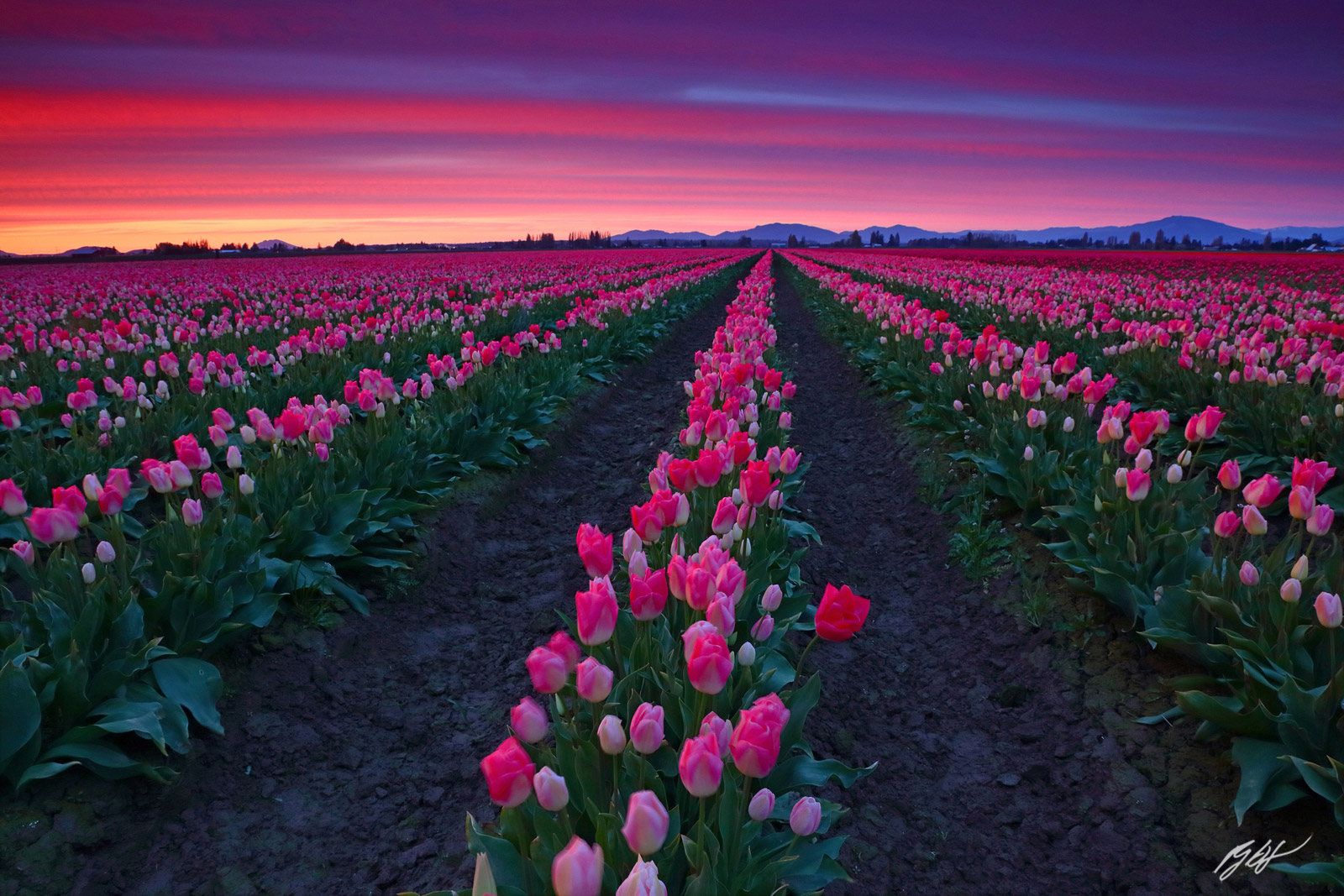 Sunset over Tulip Fields, Roozengaarde, Fields in Skagit Valley Washington