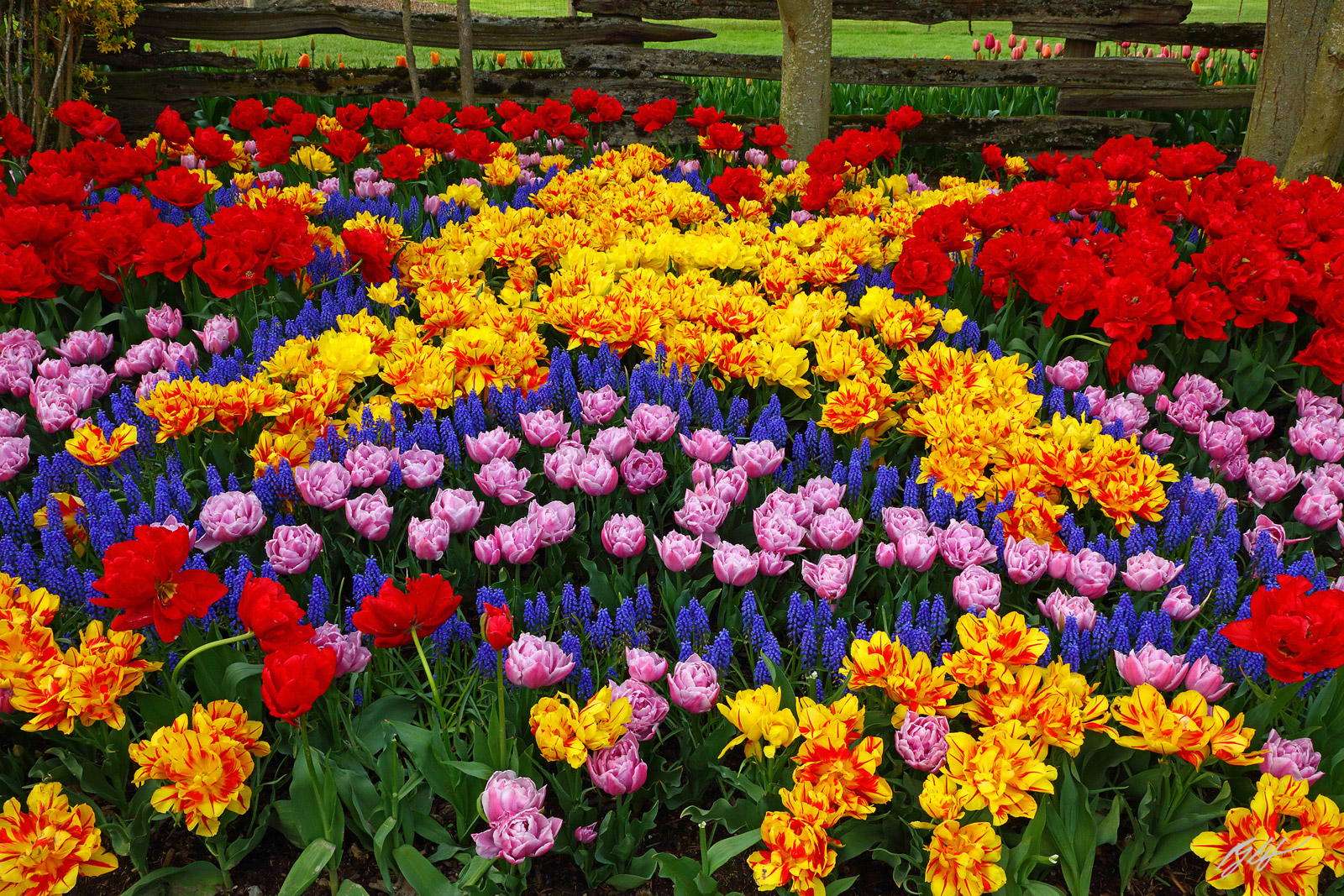 Designs in the Tulips in Roozengaarde Garden in Skagit Valley in Washington