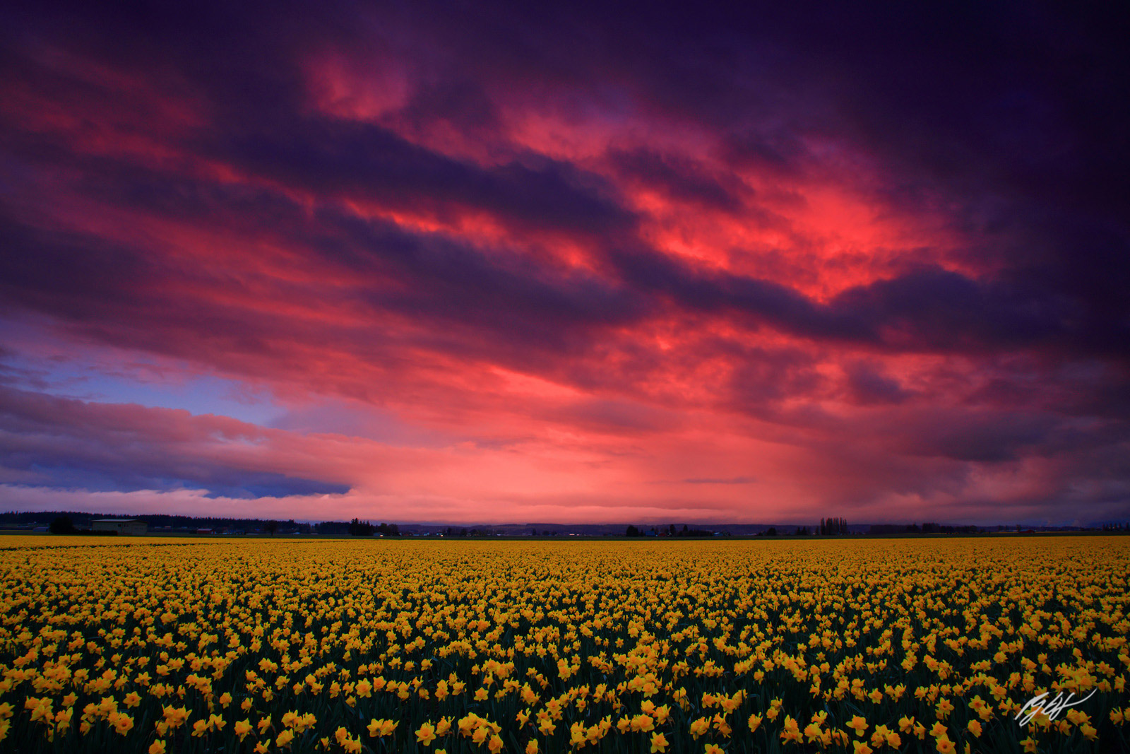 Storm Clouds Light up at Sunrise over the Daffodil Fields of Skagit Valley in Washington