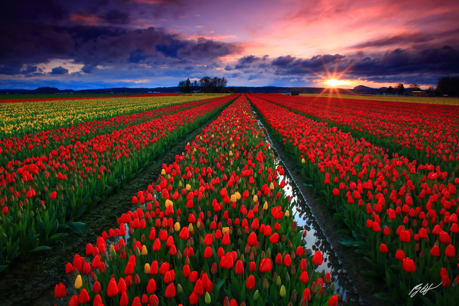Sunset Sunstar over Roozengaarde Tulip Fileds located in the Skagit Valley in Washington