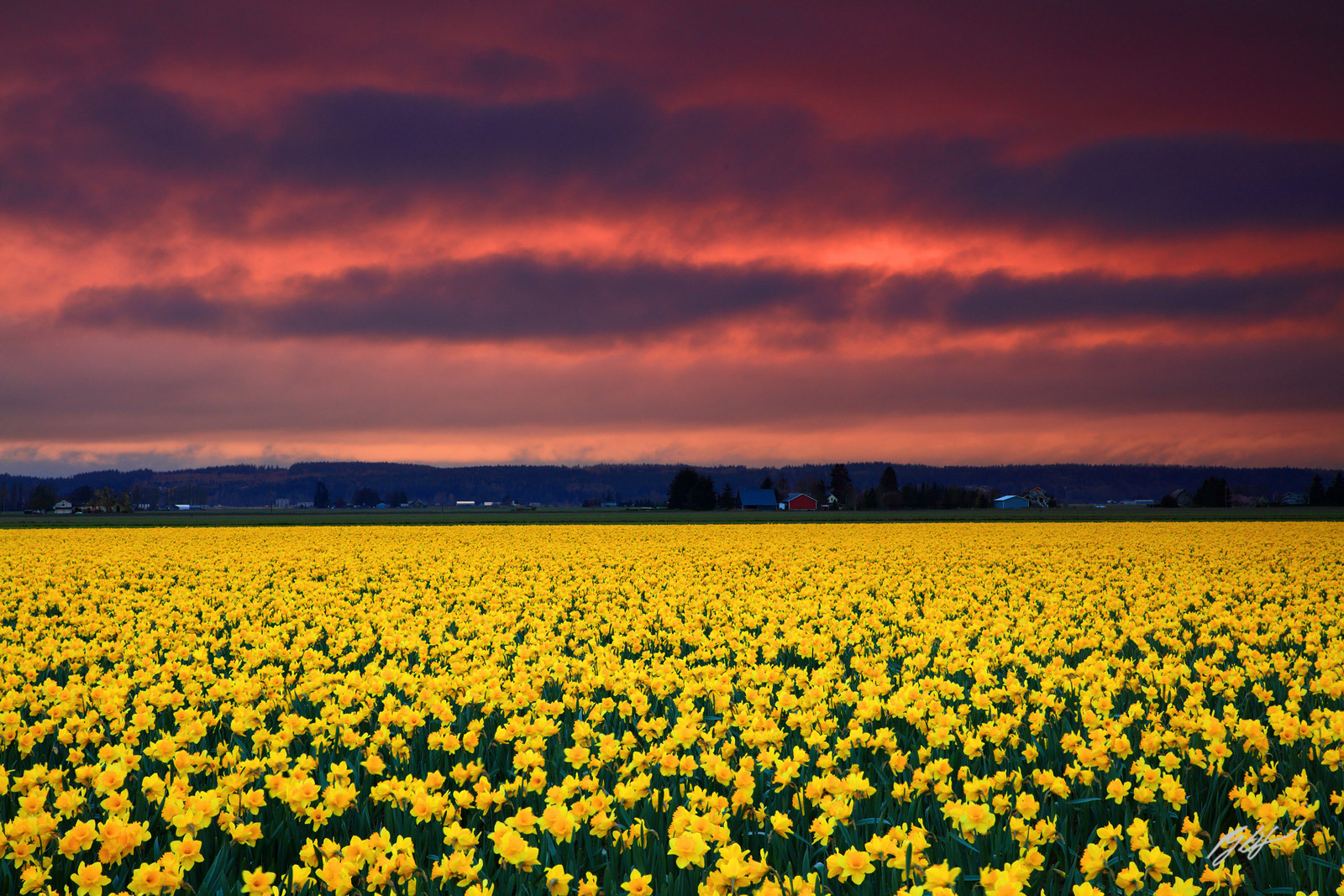 Sunrise over Daffodils and Red Barn in Skagit Valley in Washington