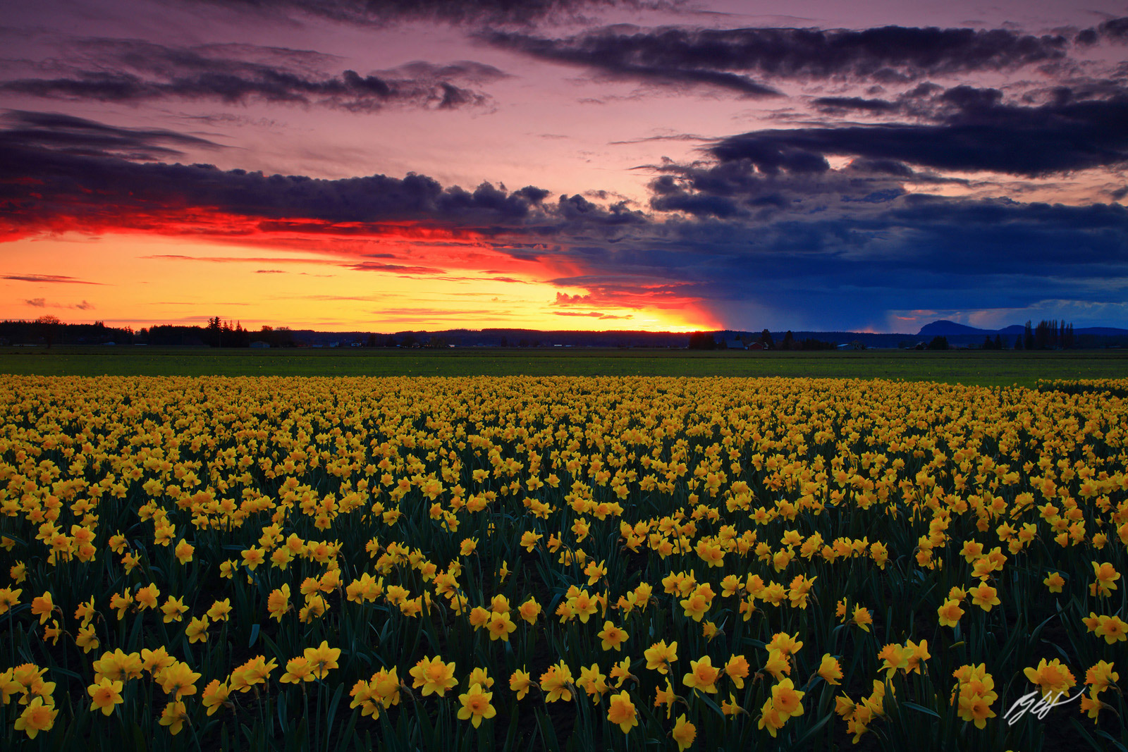 Sunset Ends the Day over the Roozengaarde Daffodil Fields in Skagit Valley in Washington
