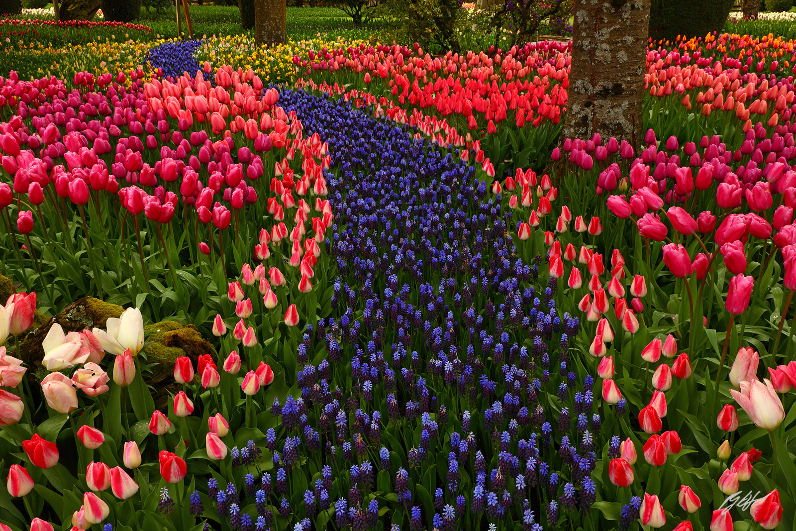 Hyacinth Path in the Tulips from Roozengaarde Garden in Skagit Valley in Washington