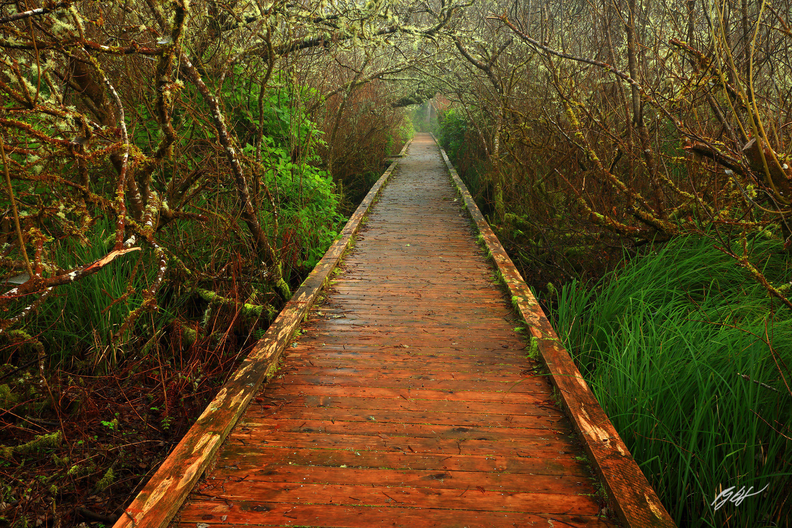 Forest Boardwalk Trail Along the Big Tree Loop in Rockaway on the Oregon Coast