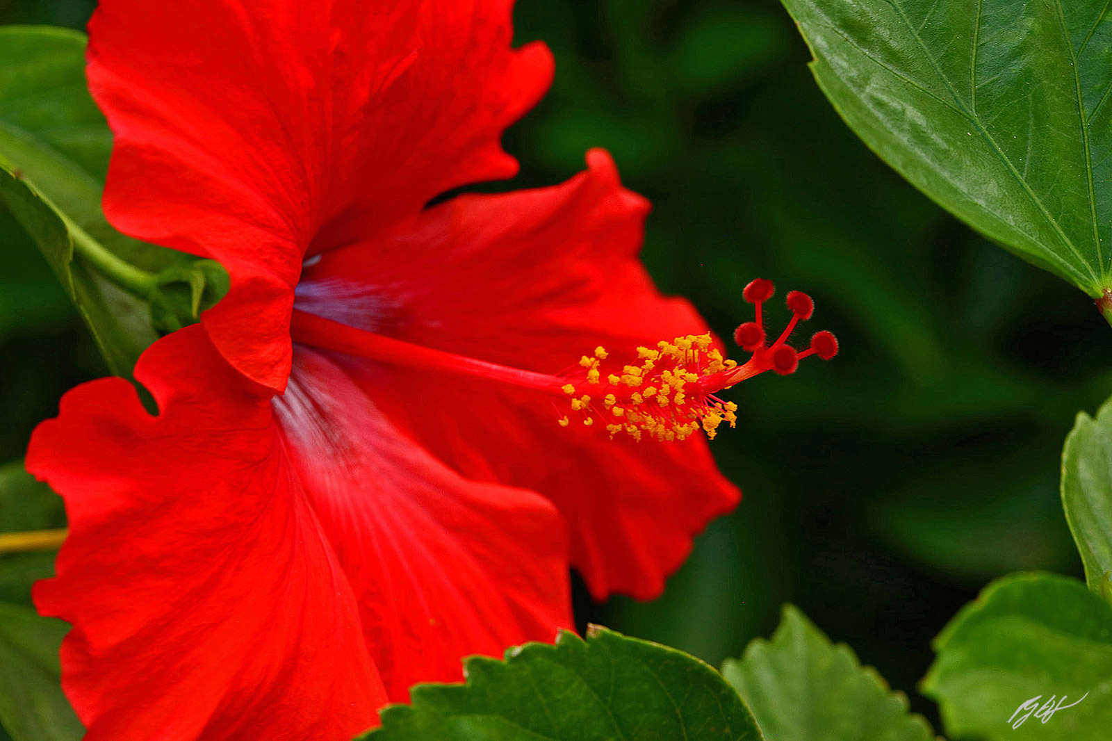 Red Hibiscus Flower on the island Of Maui in Hawaii