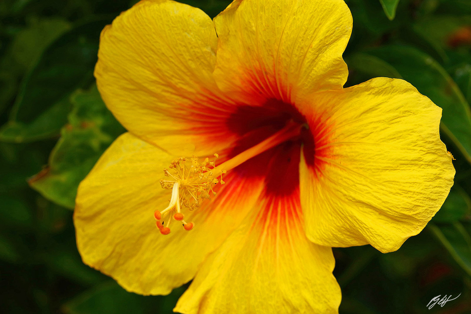 Yellow Hibiscus Flower on the island Of Maui in Hawaii