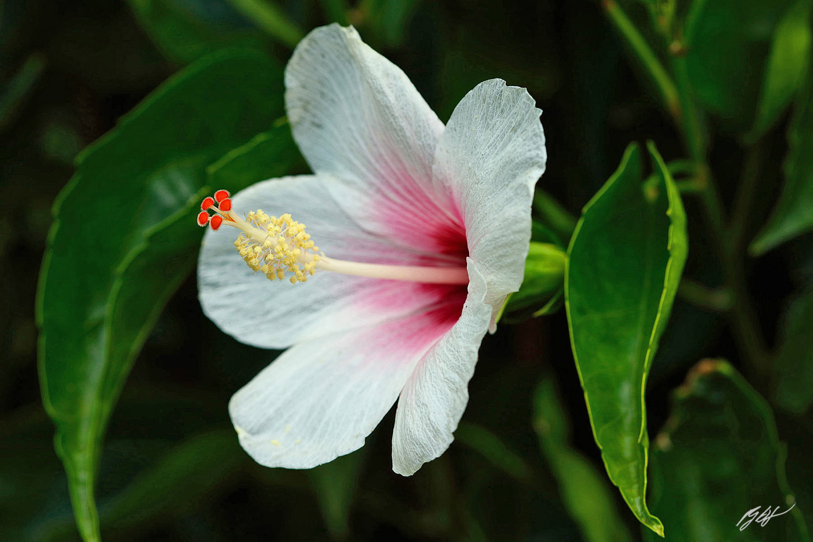 White Hibiscus Flower on the island Of Maui in Hawaii