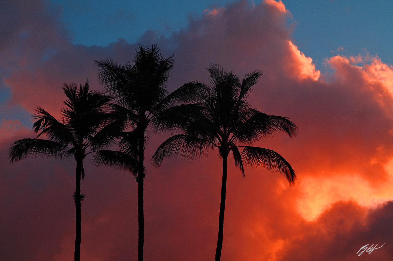 Palm trees at Sunrise from the Big Island of Hawaii