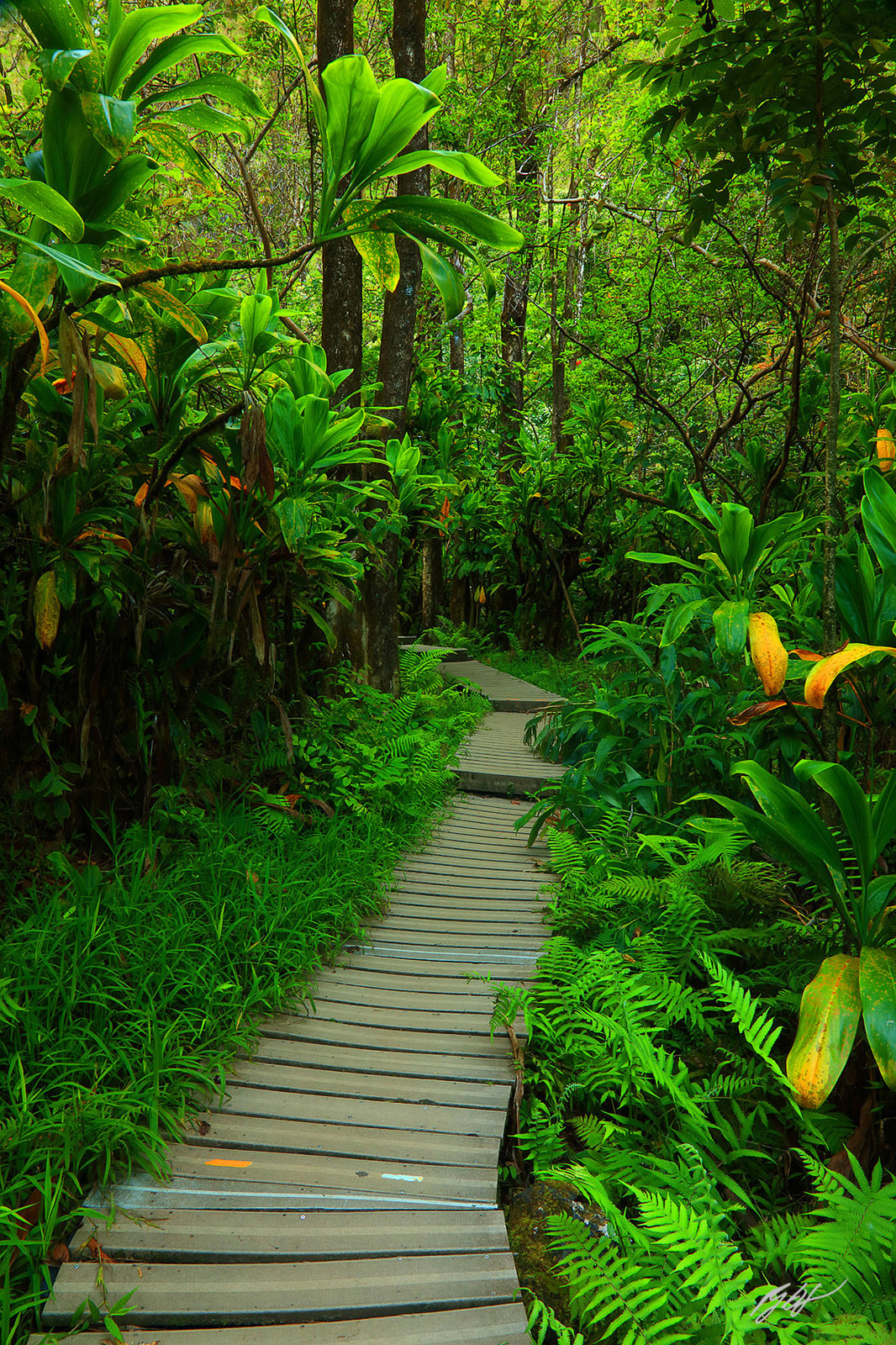 Along the Pipiwai Trail in Haleakala National Park on the island of Maui, Hawaii