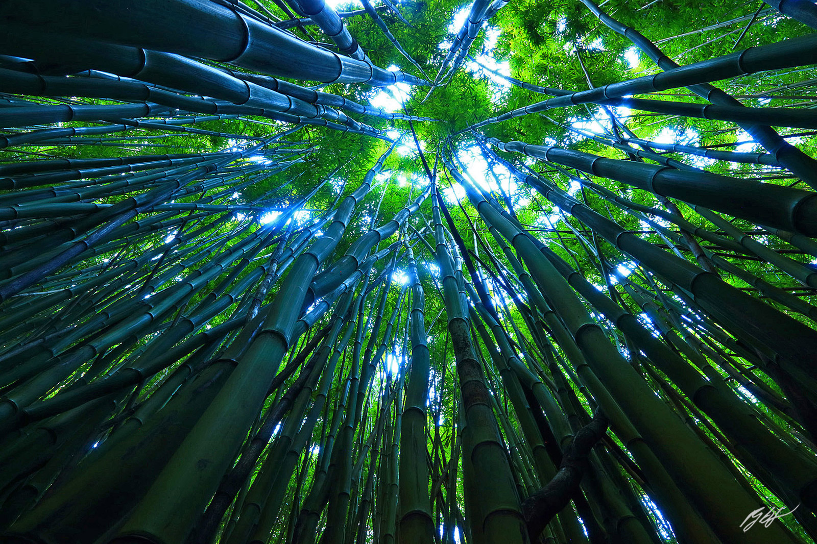 Giant Bamboo Forest in Haleakala National Park on the Island of Maui, Hawaii
