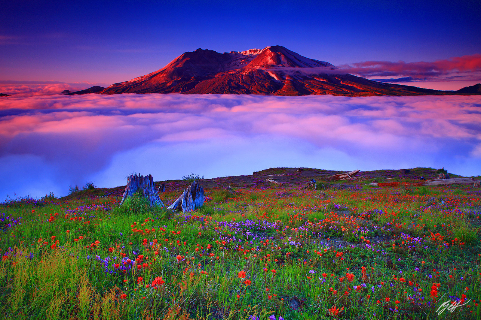Sunrise above the Clouds with Wildflowers and Mt St Helens from Johnston Ridge in Mt St Helens Volcanic National Monument in...