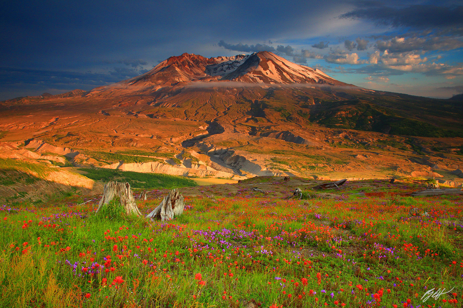 Evening Light with Wildflowers and Mt St Helens from Johnston Ridge in Mt St Helens Volcanic National Monument in Washington