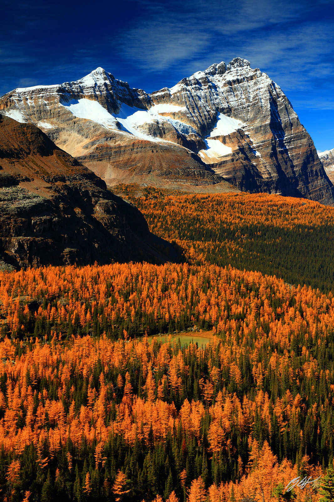 Golden Larch and Odaray Mountain in the Lake O'Hara Region of Yoho National Park in Canada