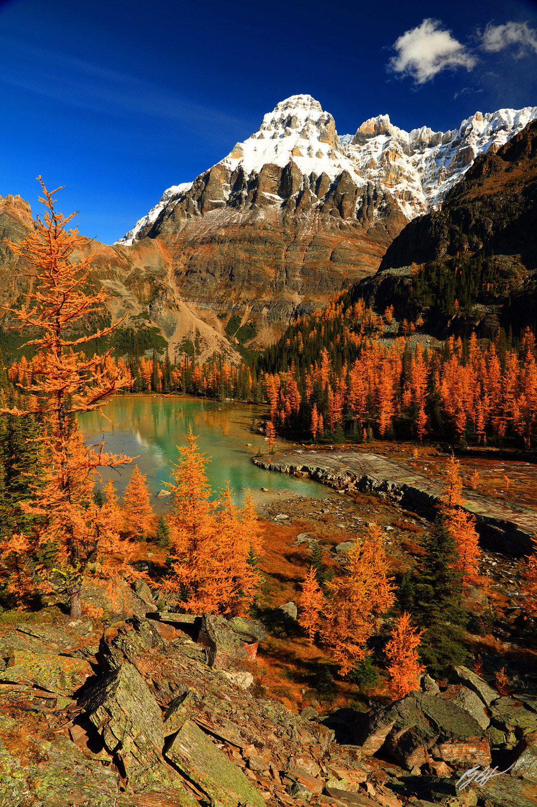 Golden Larch and Mt Huber from Opabin Plateau in Yoho National Park in Canada