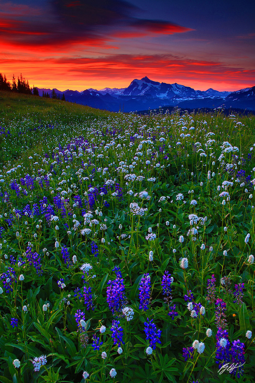 Sunrise Wildflowers and Mt Shuksan from Skyline Divide in the Mt Baker Wilderness in Washington