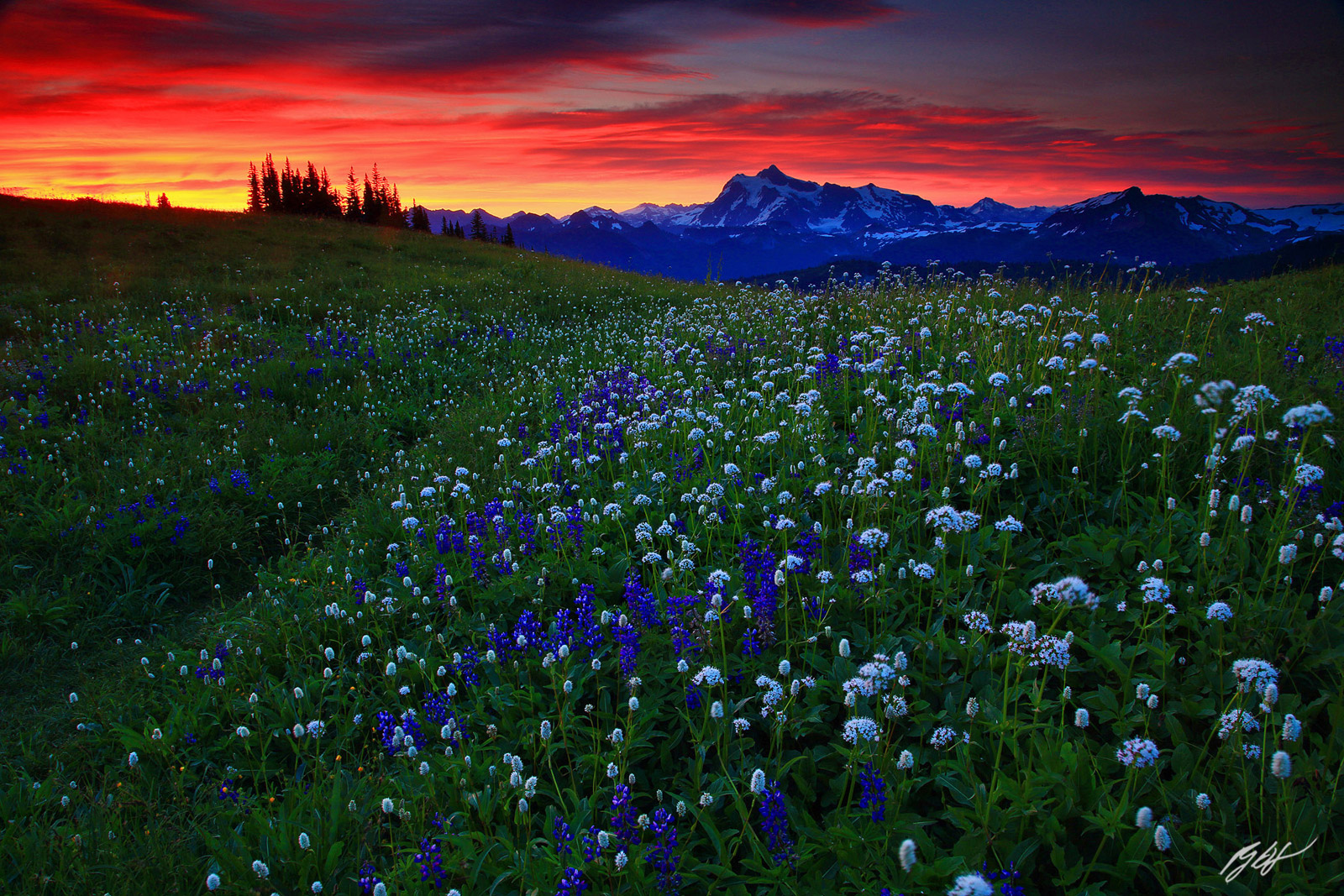 Sunrise Wildflowers and Mt Shuksan from Skyline Divide in the Mt Baker Wilderness in Washington