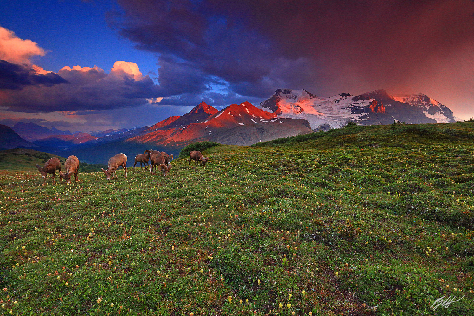 Sunset Mt Athabasca and Big Horn Sheep in Jasper National Park in Canada