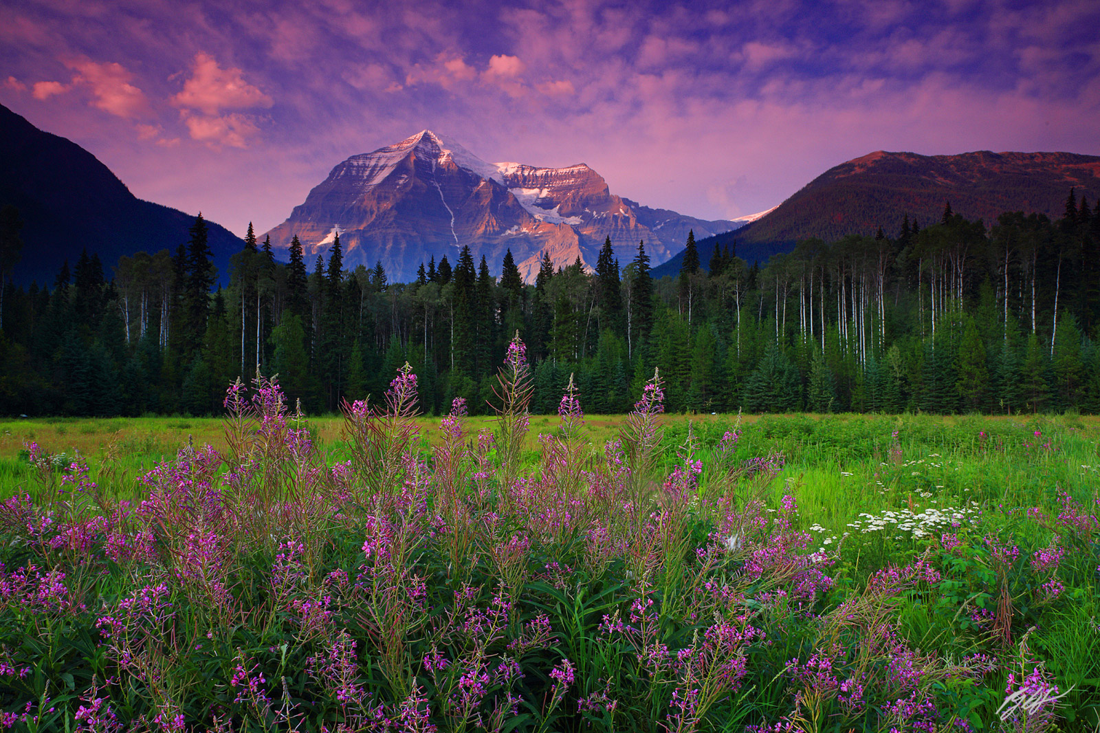 Sunset Wildflowers and Mt Robson in Mt Robson Provincial Park in Canada