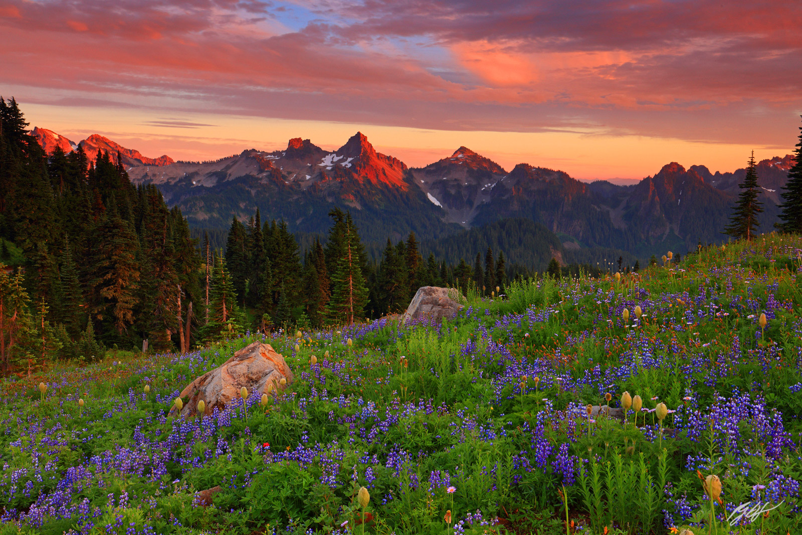 Sunset Wildflowers and the Tatoosh Range from Paradise Meadows in Mt Rainier National Park in Washington