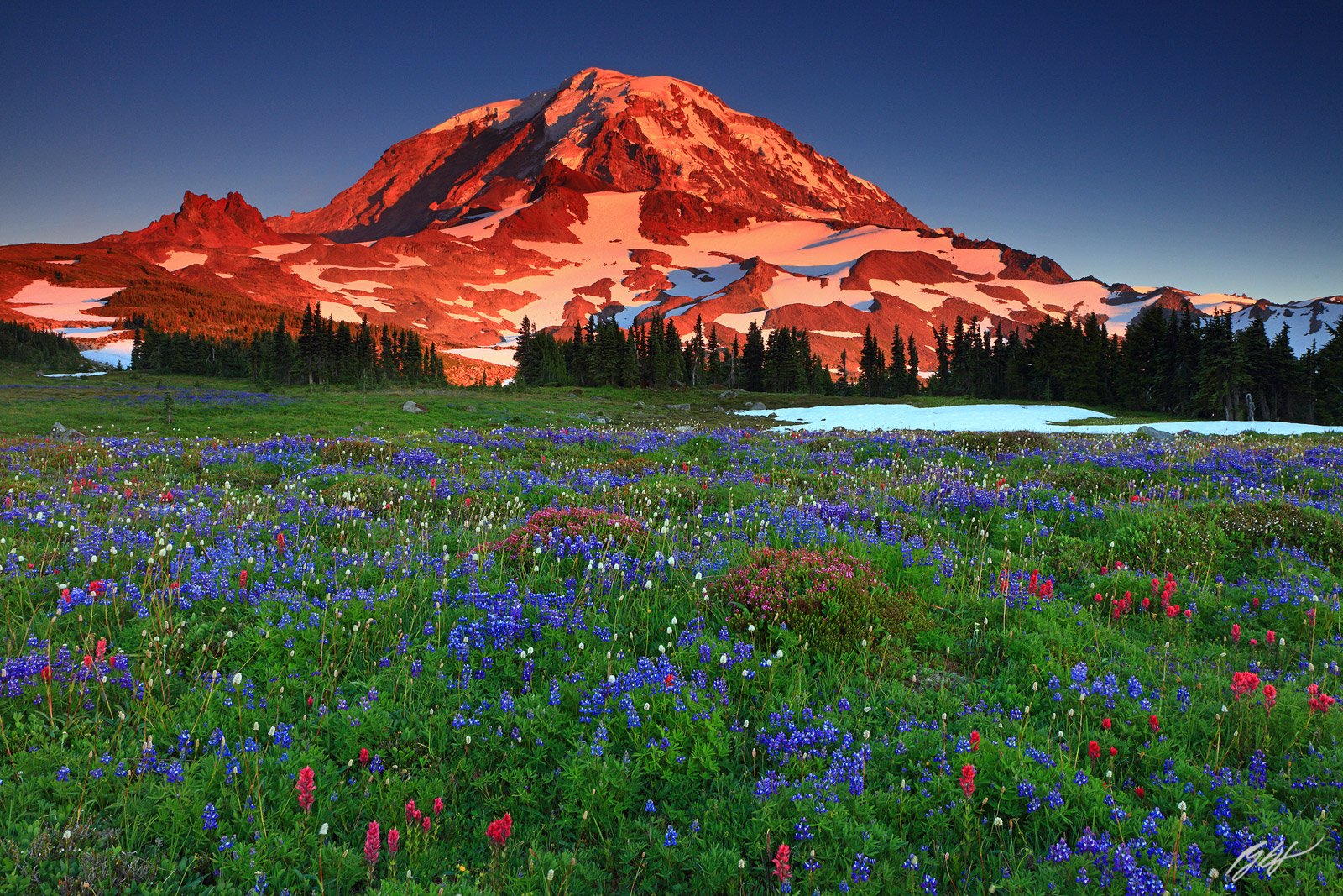 Sunset Wildflowers and Mt Rainier from Spray Park in Mt Rainier National Park in Washington
