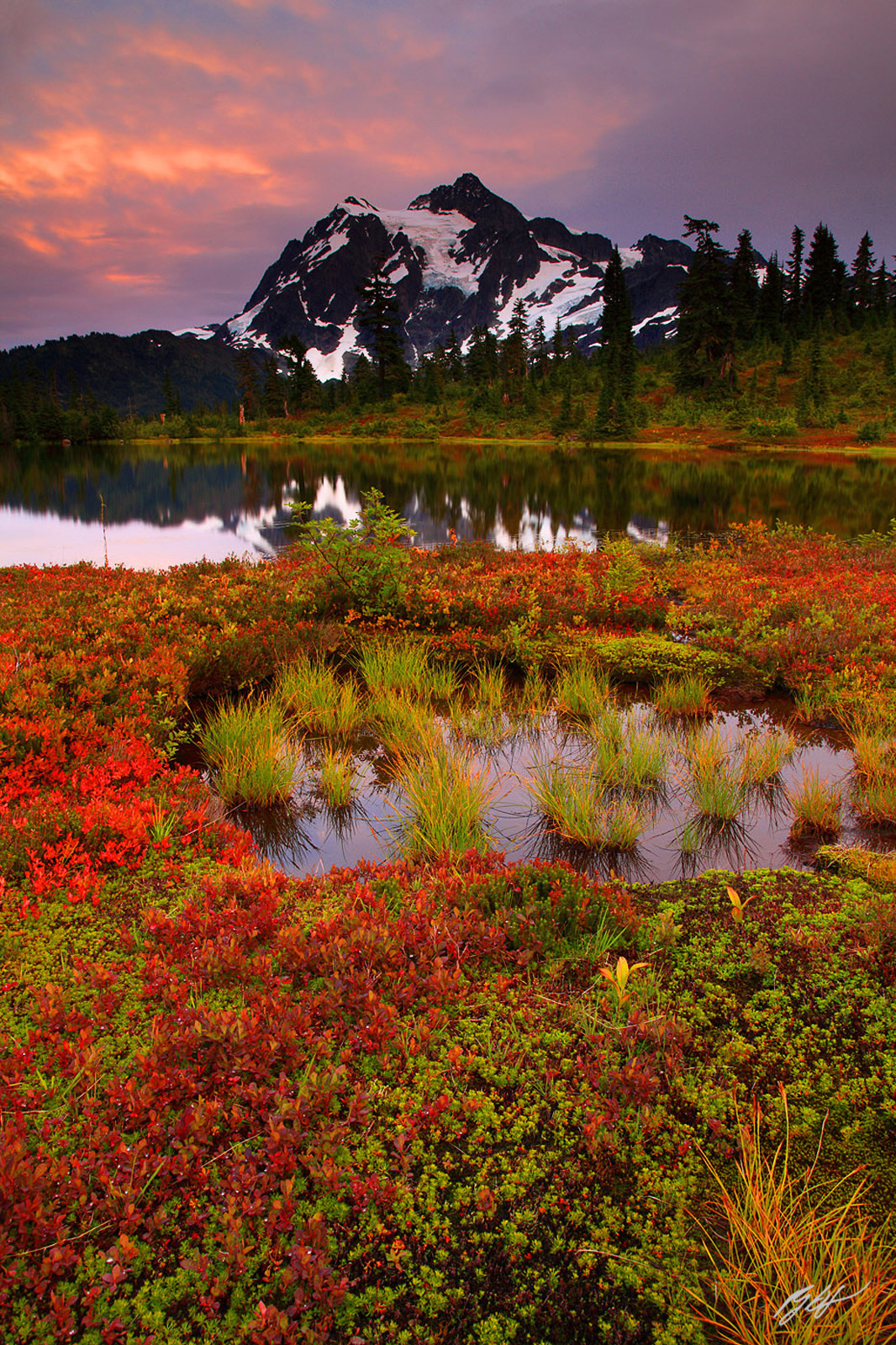 Sunrise Wildflowers and Mt Rainier from Paradise Meadows in Mt Rainier National Park in Washingto