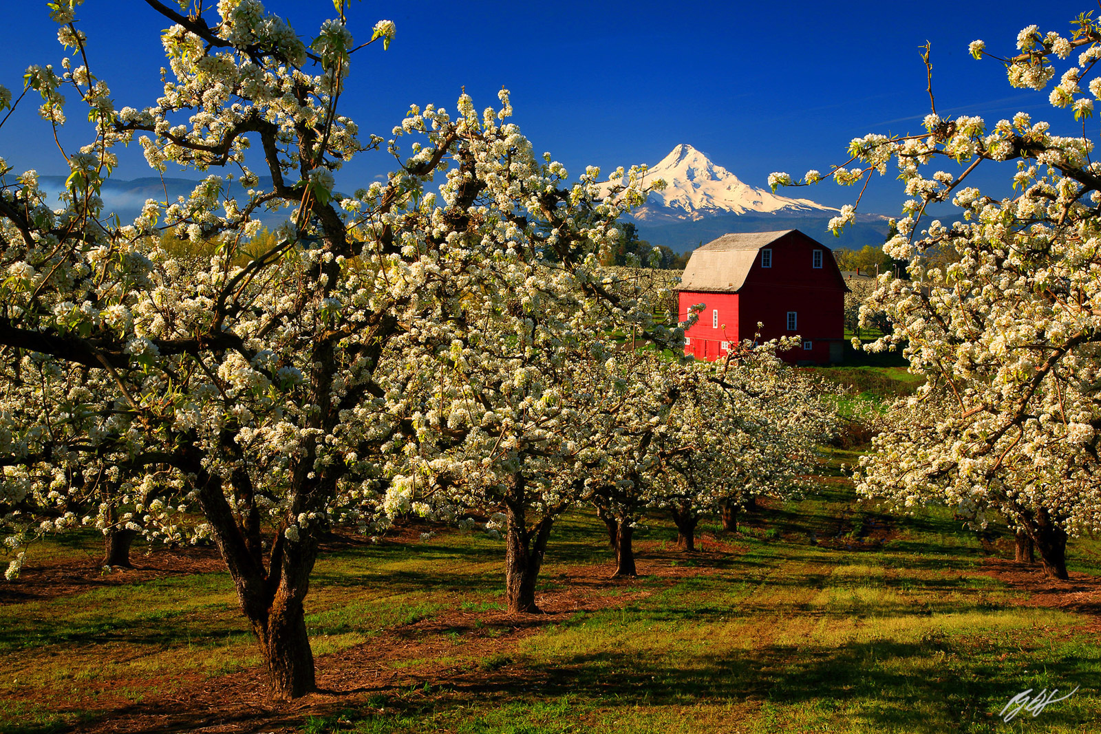 Red Barn and Fruit Orchards in Bloom with Mt Hood in the Hood River Valley in Oregon