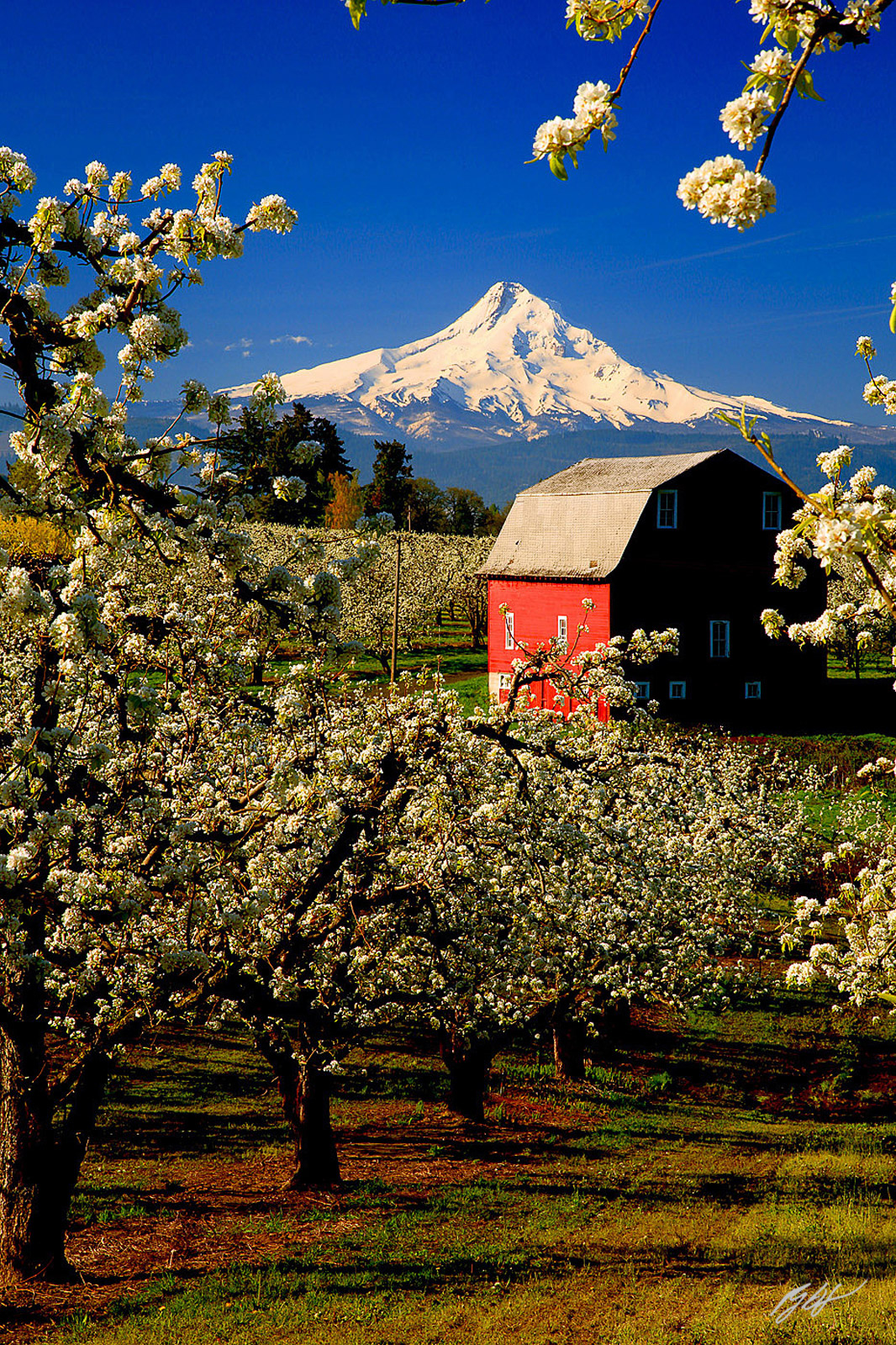 Red Barn and Fruit Orchards in Bloom with Mt Hood in the Hood River Valley in Oregon