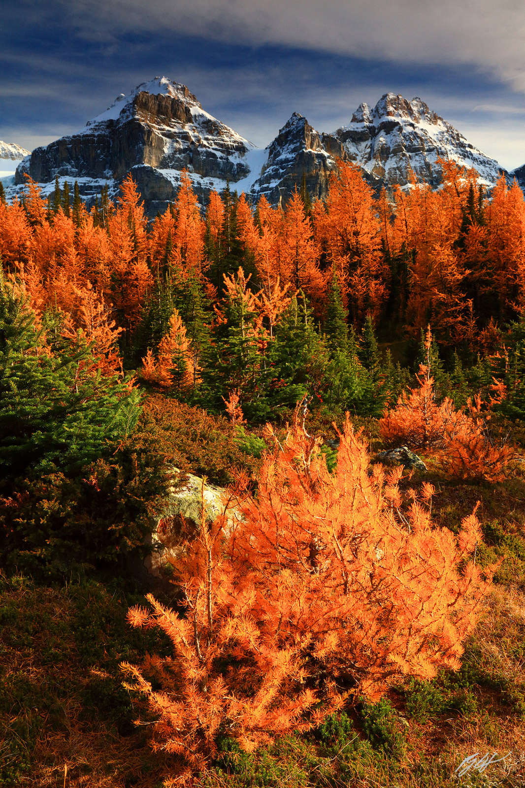 Golden Larch and the Ten Peaks in Banff National Park in Canada