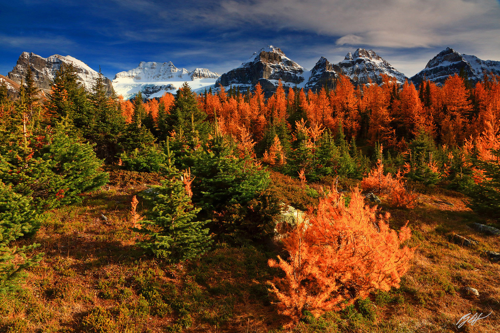 Golden Larch and the Ten Peaks in Banff National Park in Canada